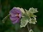 Hibiscus syriacus Meehannii1